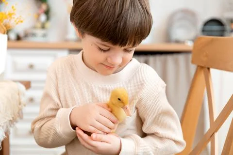 A boy sits at kitchen of rustic style and hugs little yellow duckling Stock Photos
