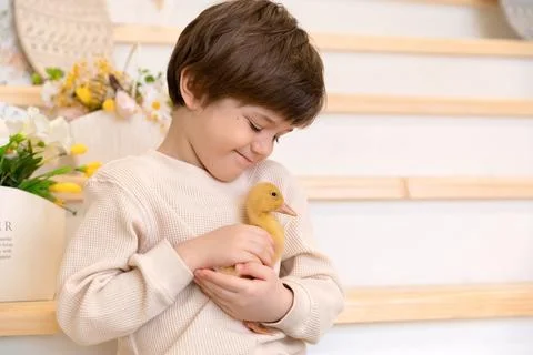 A boy sits at kitchen of rustic style and hugs little yellow duckling Stock Photos