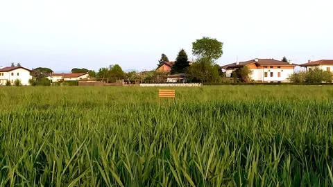 Boy sits in the middle of grass Stock Footage 129039467
