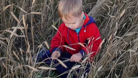 The boy sits on a wheat field. Entertainment and outdoor walks 库存影片 79762017