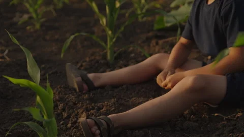Boy sitting on the ground between the corn plantations, playing. Family, nature. Stock Footage 247473976