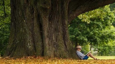 Boy sitting under huge tree reading book wearing straw hat Stock-Footage 112226999