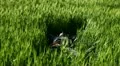 A boy sleeping in a field of wheat HD Footage