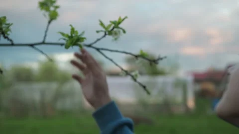 A boy sniffs a branch of a flowering apple tree in the garden. spring in the Stock Footage 154892897