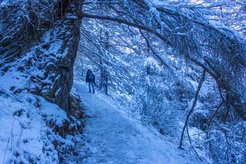 Boy in the Snow Landscape 库存照片