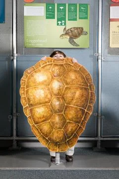 Boy standing behind loggerhead sea turtle shell 스톡 사진