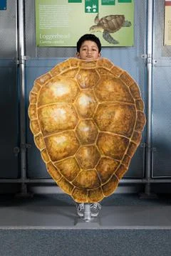 Boy standing behind loggerhead sea turtle shell Stock Photos