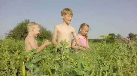 Boy standing on a tree field green peas. 库存影片 64414942