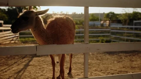 A boy stands by the pen and looking on an alpaca Stock Footage 252901268