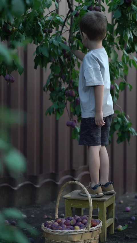 Boy stands on a wooden stool under a plum tree, picks a ripe purple plum Stock Footage 342083351