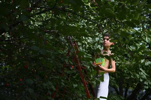 Boy on a stepladder with a small bucket picks cherries in the garden. Harvest Stock Photos