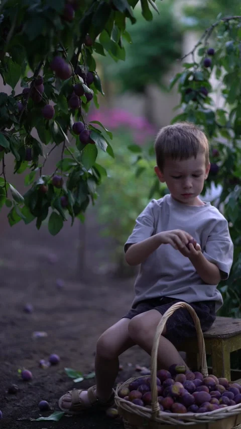 Boy on a stool picks a ripe plum from the tree  Stock Footage 342082861