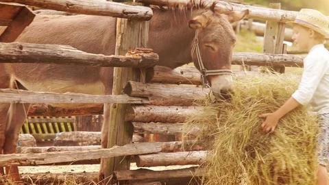 Boy in the straw hat brings a stack of hay to a donkey at the farm Stock-Footage 75049181