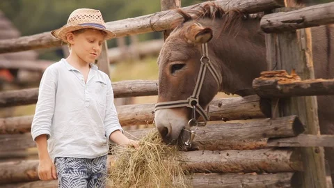 Boy in the straw hat feeding a stack of hay to a donkey at the farm Stock-Footage 128135164