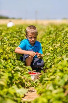 Boy in strawberry field Stock Photos