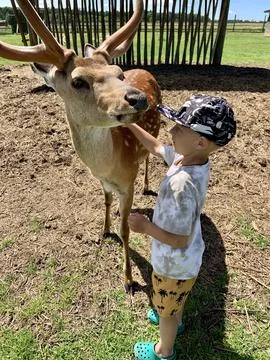 A boy strokes a deer Stock Photos