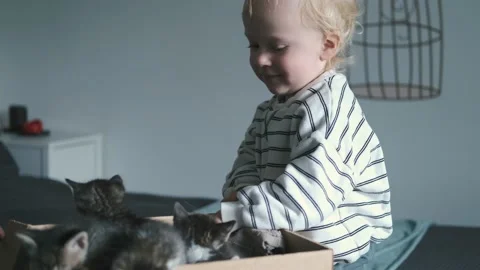 The boy strokes the kittens that are sitting in the box 스톡 동영상 239442421