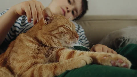 A boy strokes a small to mediumsized cat with fawn fur laying on the couch Stock Footage 274700818