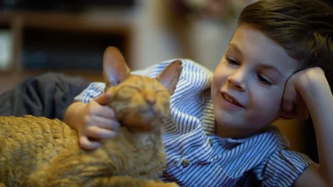 Boy stroking a cat lying on a carpet Stock Footage 129430867