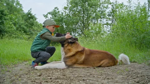 The boy is stroking his beloved friend, an American Akita dog. Stock Footage 242765286