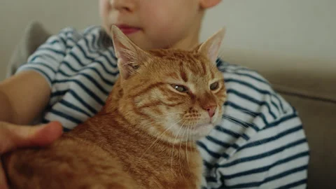 Boy stroking his cat head with hand while sitting on the sofa. Little boy's hand Stock Footage 272654503