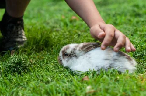 A boy is stroking a tiny spotted dwarf rabbit Stock Photos