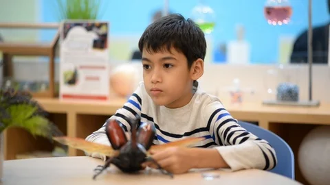 Boy student study science biology use magnifying on insect taxidermist Stock-Footage 100620586
