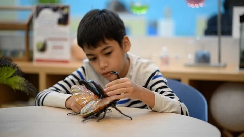 Boy student study science biology use magnifying on insect taxidermist Stock-Footage 100620642