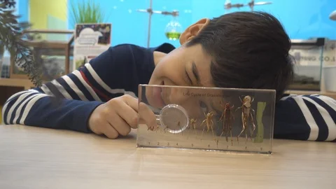 Boy student study science biology use magnifying on insect taxidermist Stock-Footage 100620877