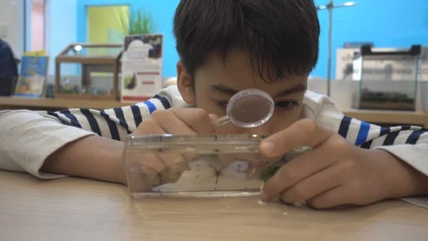 Boy student study science biology use magnifying on insect taxidermist Stock-Footage 100620948