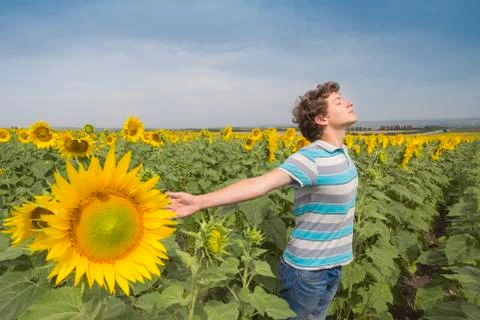 Boy in sunflowers Stock Photos