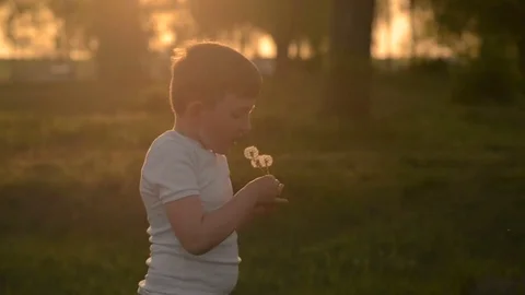 The boy at sunset blows on a dandelion Stock Footage 75420532