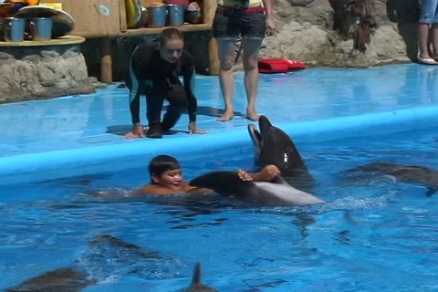 Boy swimming with Dolphins  動画素材 1004409