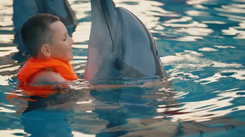 Boy swimming with dolphins in the pool Stock Footage 115424815