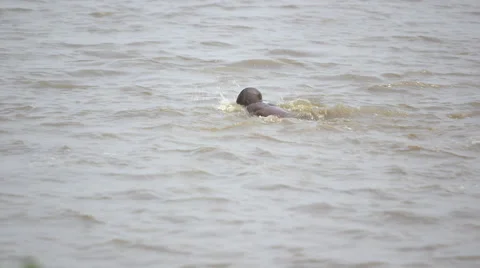 Boy swimming in river Stock Footage 49367964
