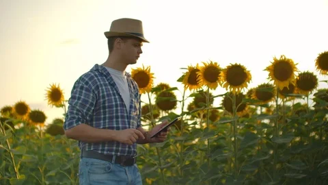 Boy with a tablet on a sunflower field at sunset in nature Stock Footage 119063174