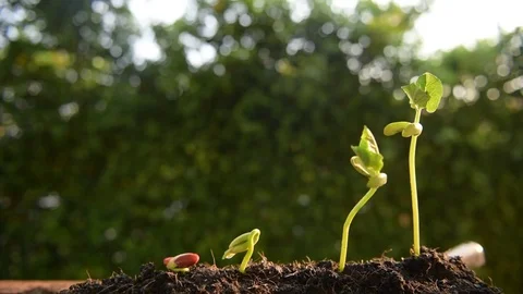 Boy take care and count small seedling Stock Footage 75562795