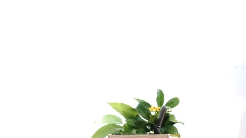 Boy taking care young seedling and flower in a basket. 库存影片 87782341