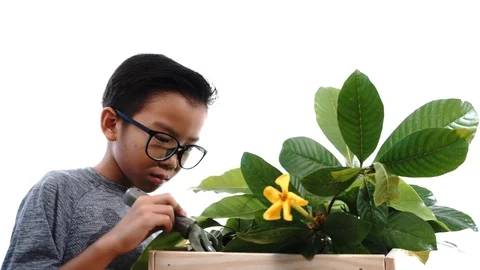 Boy taking care young seedling and flower in a basket. 库存影片 87782476