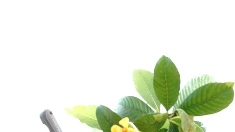 Boy taking care young seedling and flower in a basket. Stock Footage 87782495