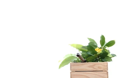 Boy taking care young seedling and flower in a basket. 库存影片 87782602