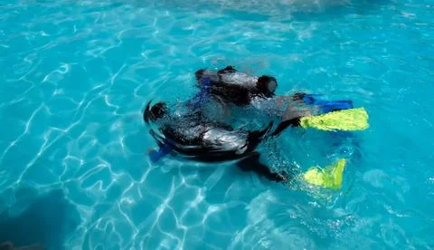 A boy taking scuba diving lessons in the caribbean resort. Foto stock