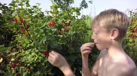 Boy tears currants. Stock Footage 64415226