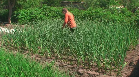 The boy tears off garlic escapes Vídeos de archivo 44749280