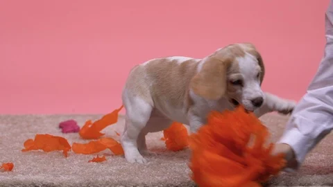 Boy teasing dog with paper pompon, child having fun with pet, adoption program Video stock 100858582
