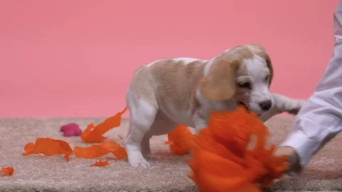 Boy teasing dog with paper pompon, child having fun with pet, adoption program Video stock 100864152