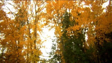 Boy throws leaves up into air dolly shot 50% slowmo Stock Footage