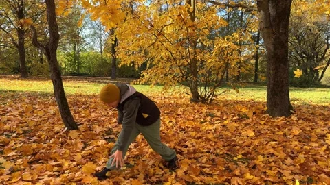 A boy throws maple leaves in an autumn park Stock Footage 288387166