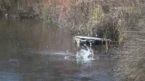 A boy throws a stone into a frozen river to break the ice. Video stock 235771328