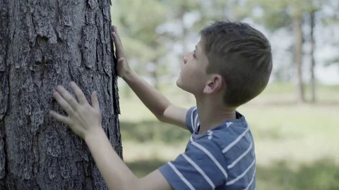 Boy touching tree bark Stock Footage 75179111